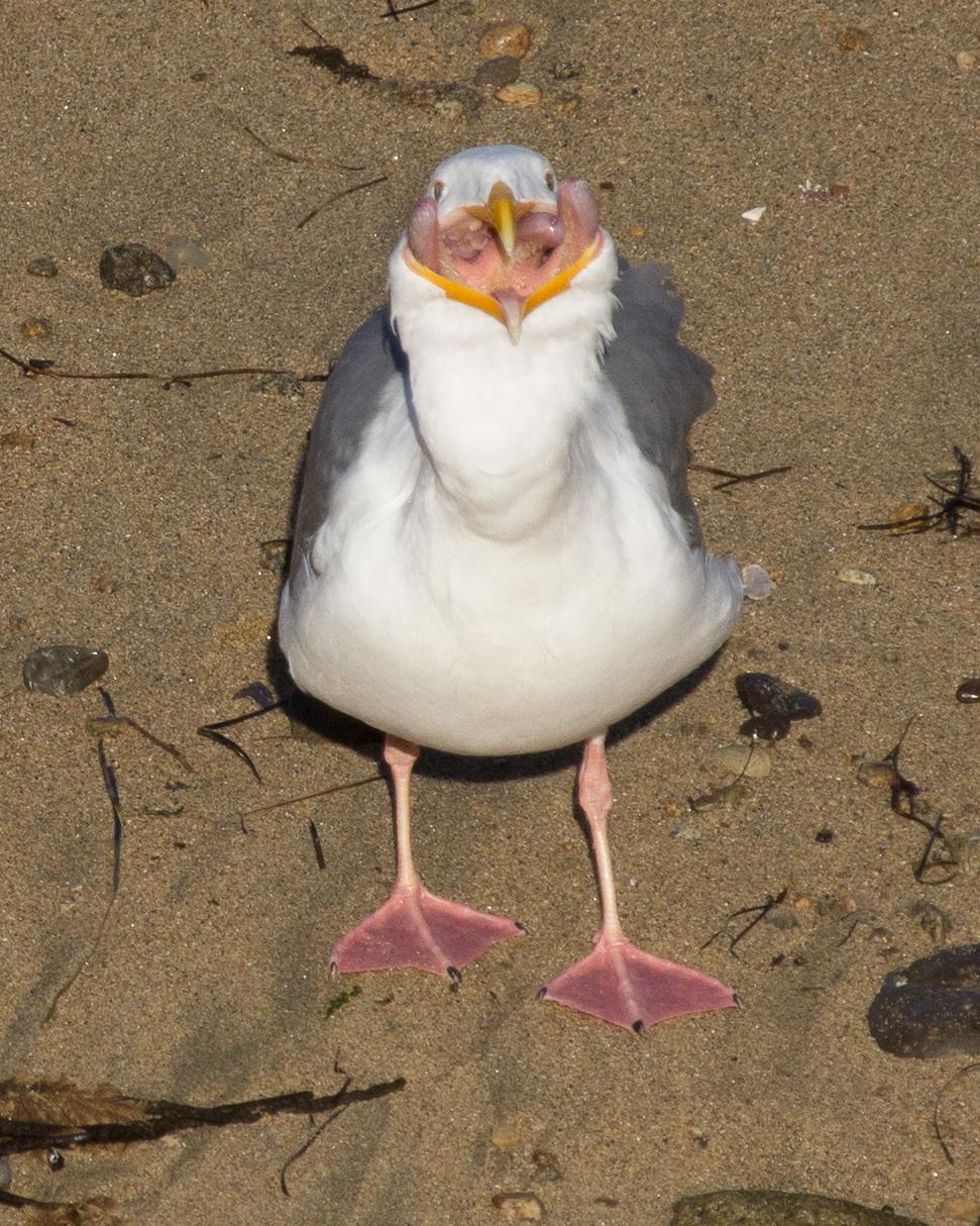 Herring Gull Photo by Anita Strawn de Ojeda