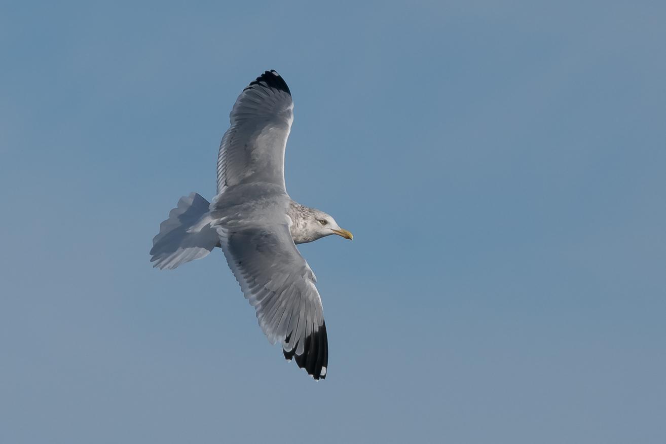Herring Gull Photo by Gerald Hoekstra