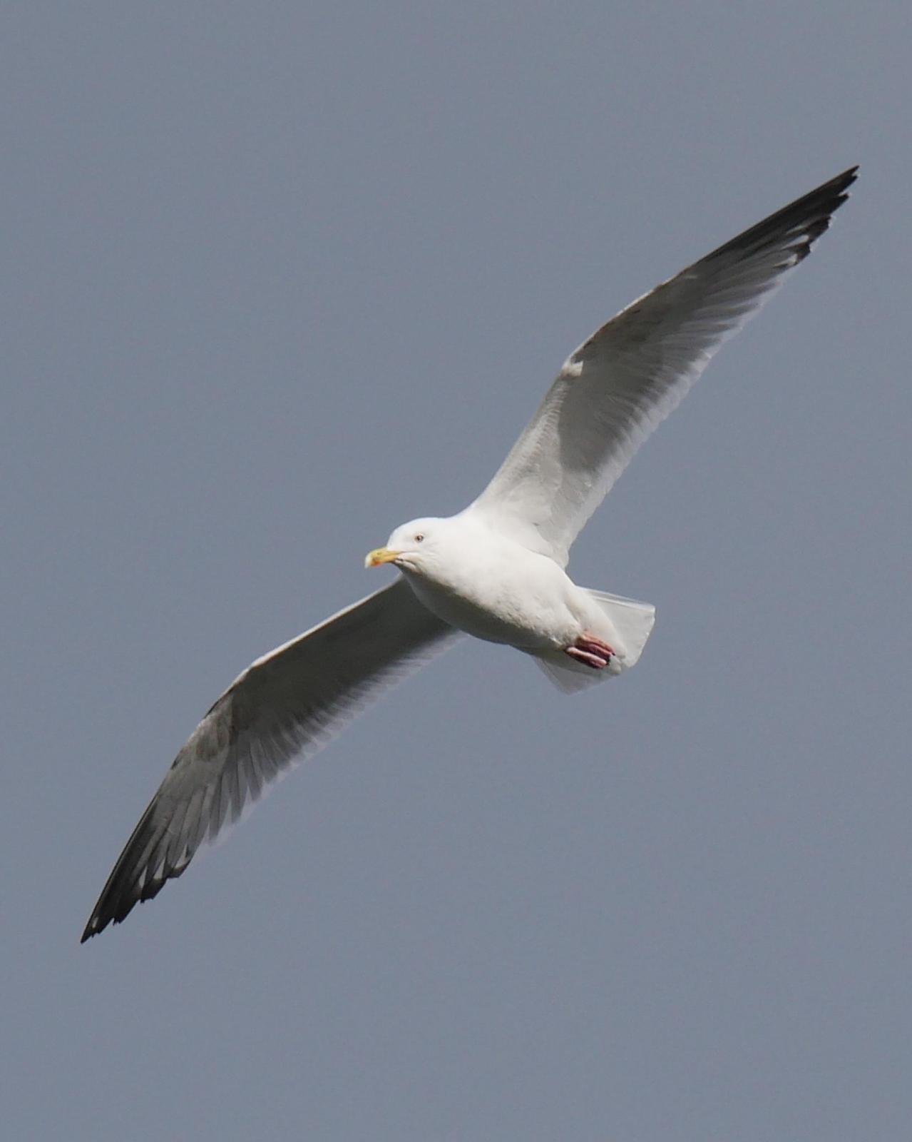 Herring Gull Photo by Peter Lowe