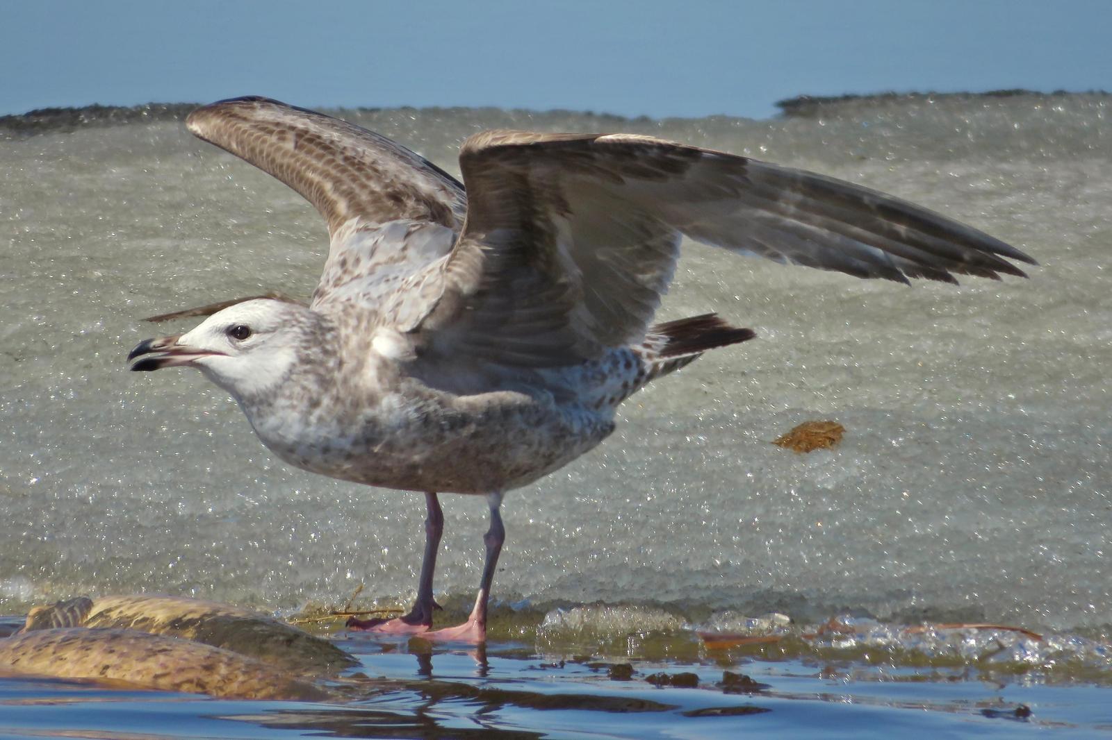 Herring Gull Photo by Bob Neugebauer