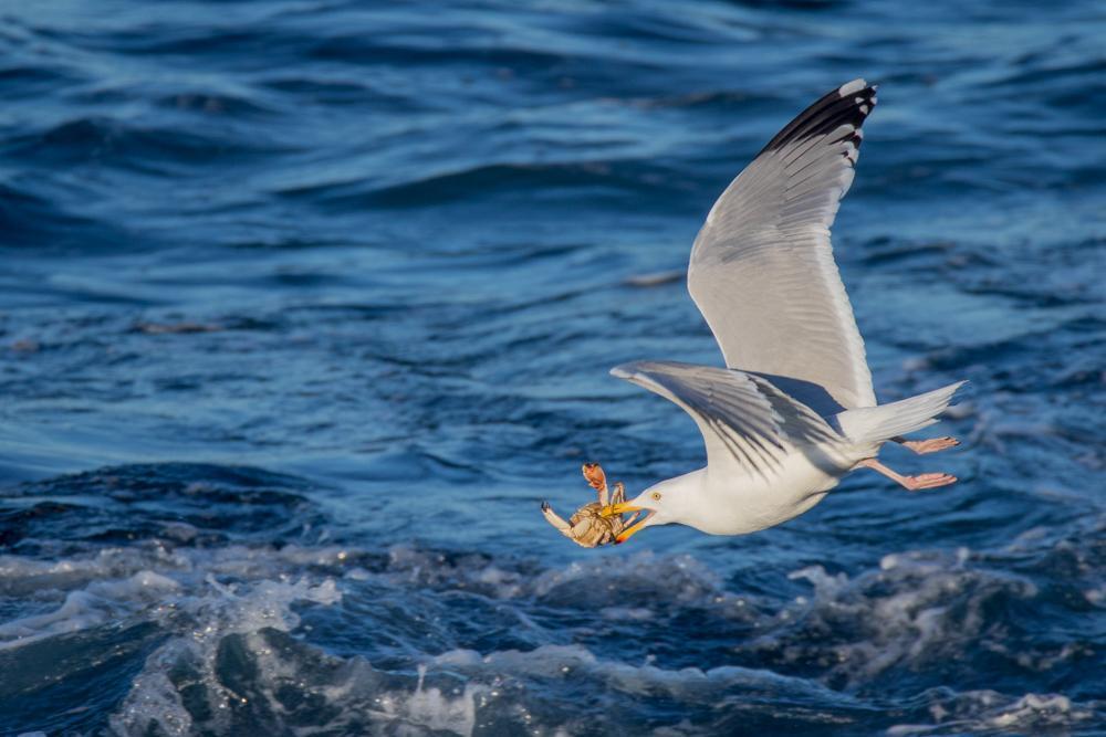 Herring Gull Photo by Amanda Fulda