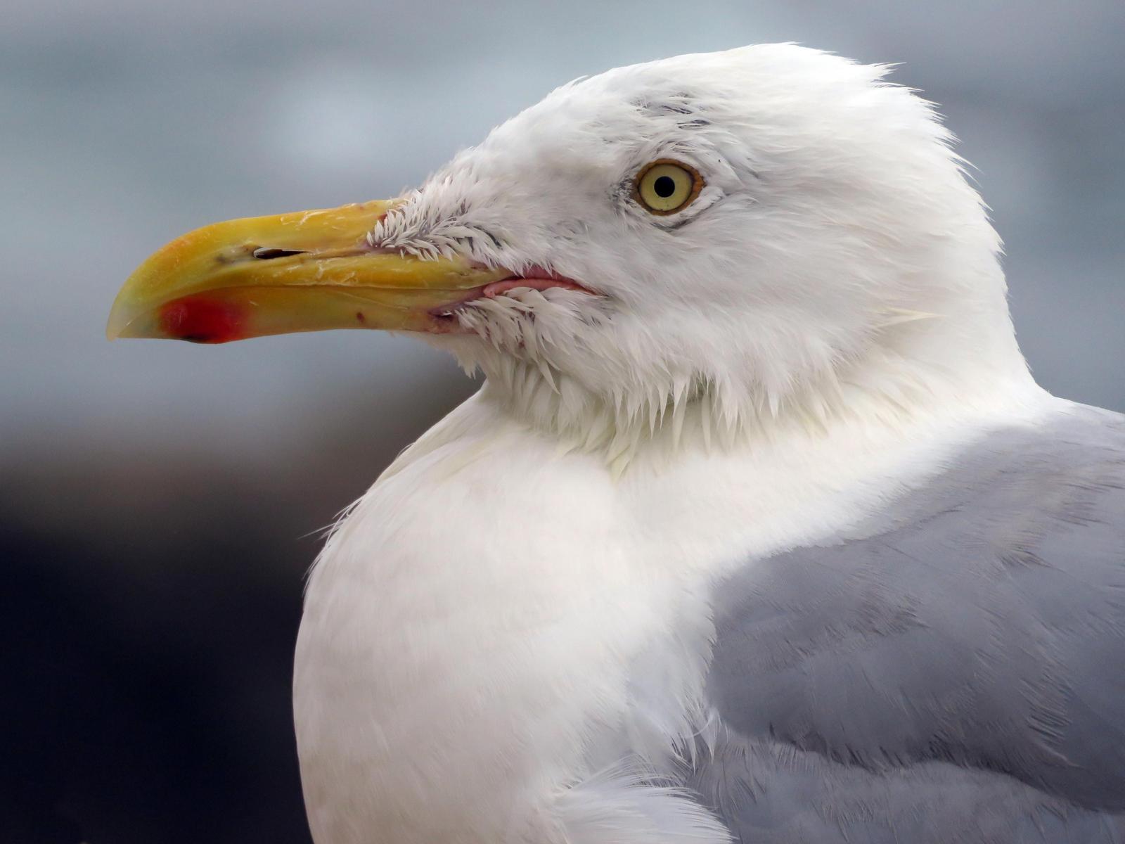 Herring Gull Photo by Bob Neugebauer