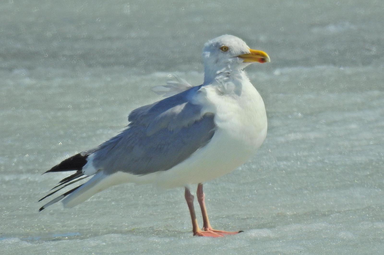 Herring Gull Photo by Enid Bachman