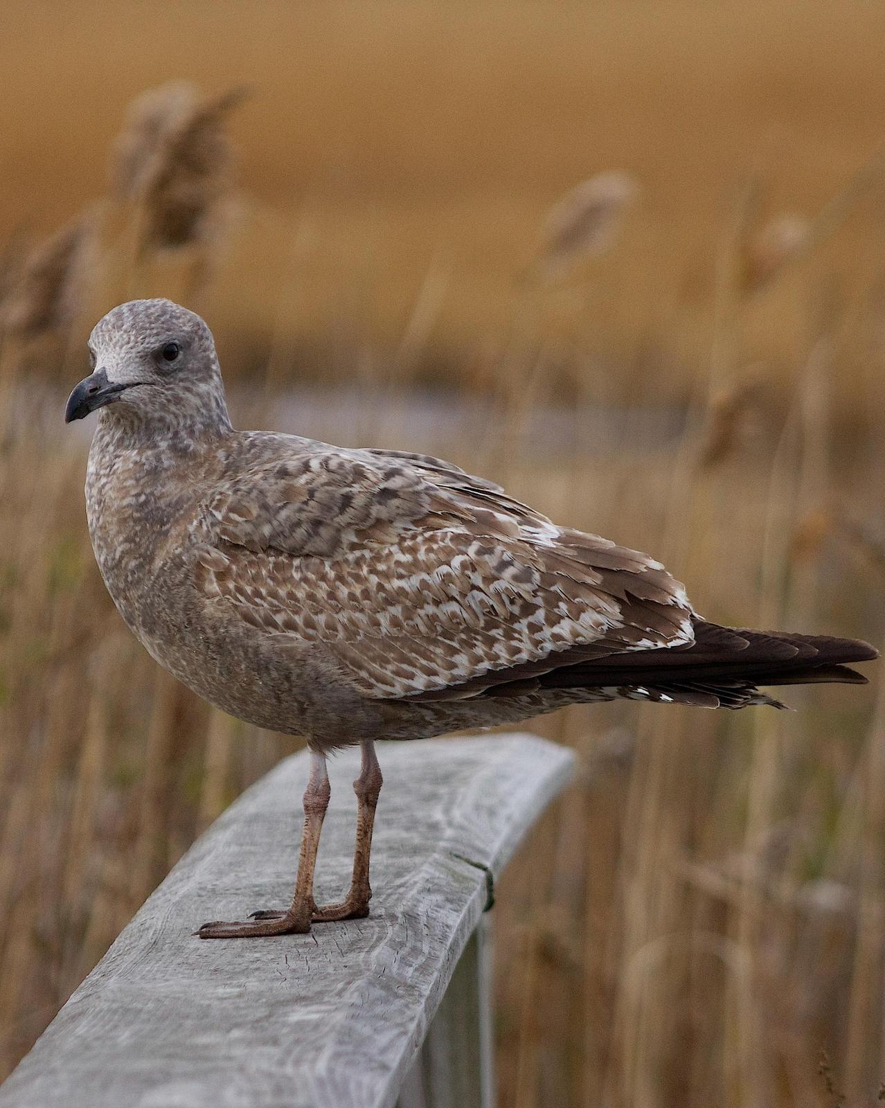 Herring Gull Photo by Gerald Hoekstra