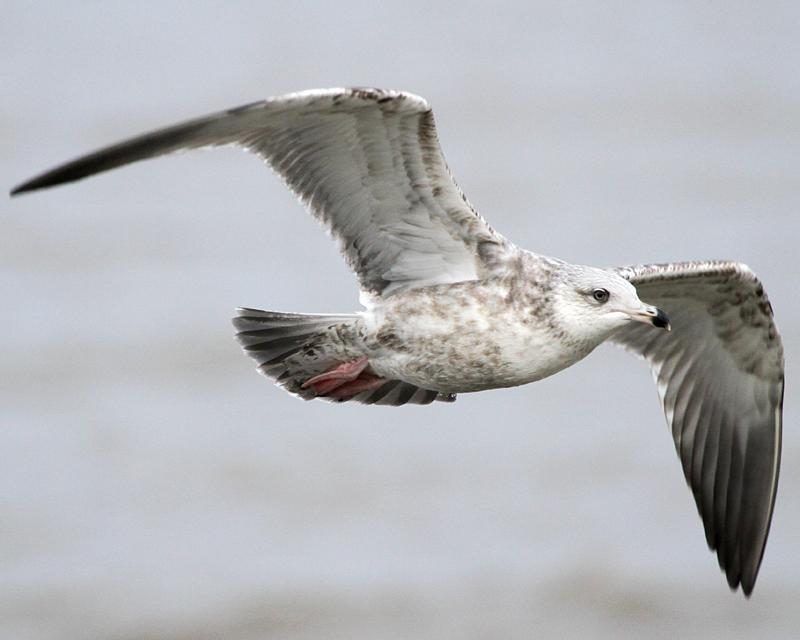 Herring Gull Photo by Ashley Bradford