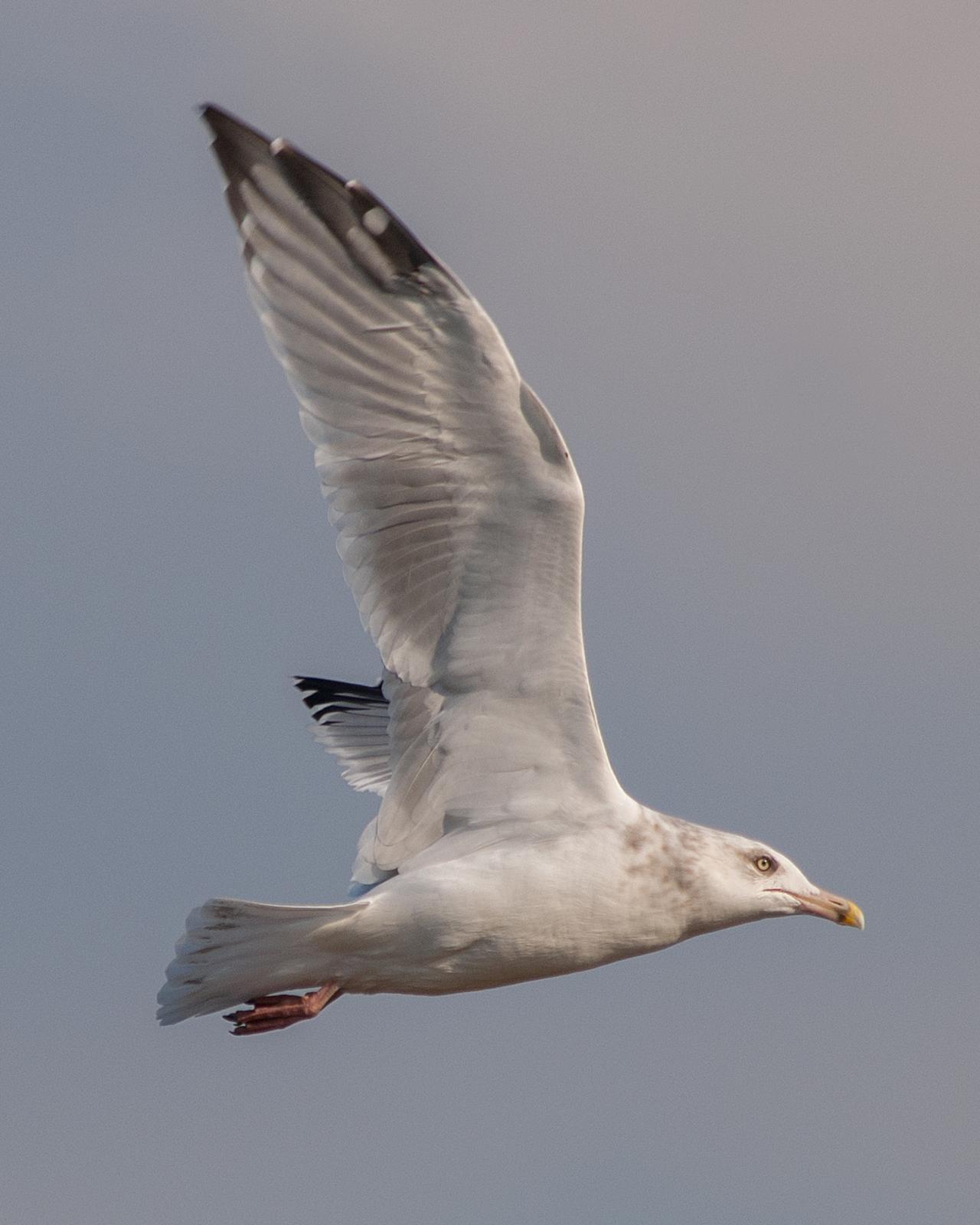 Herring Gull Photo by Mark Blassage