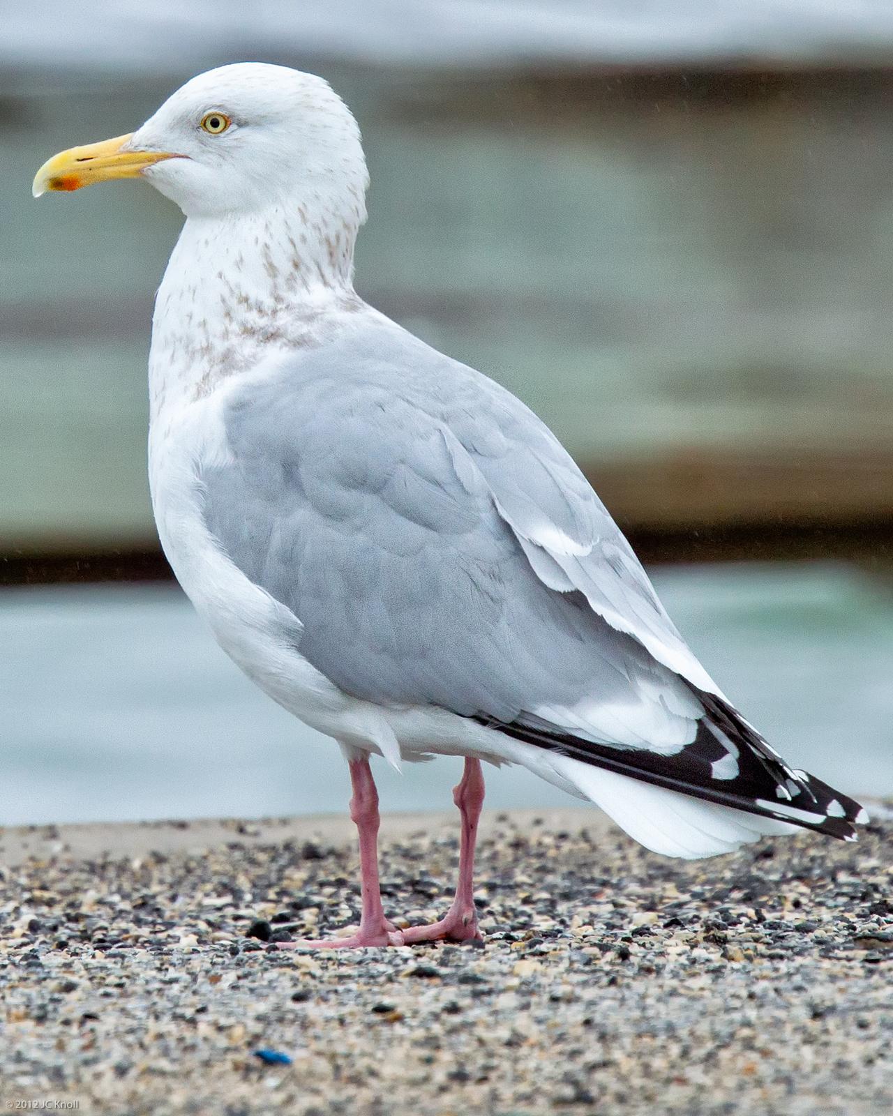 Herring Gull (American) Photo by JC Knoll