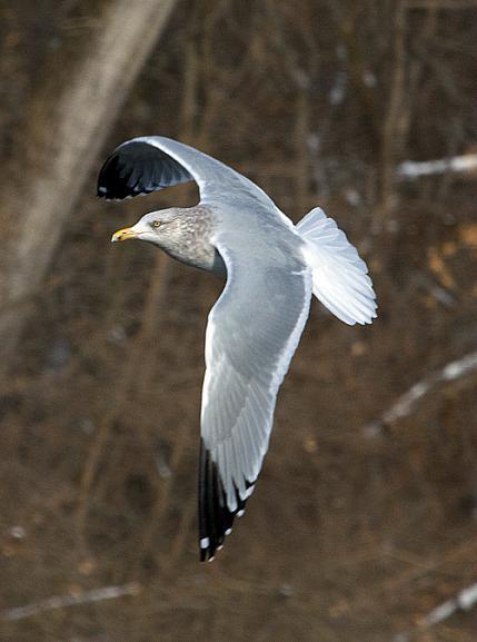 Herring Gull (American) Photo by Dan Tallman