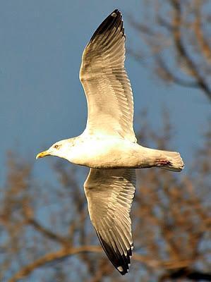 Herring Gull (American) Photo by Dan Tallman