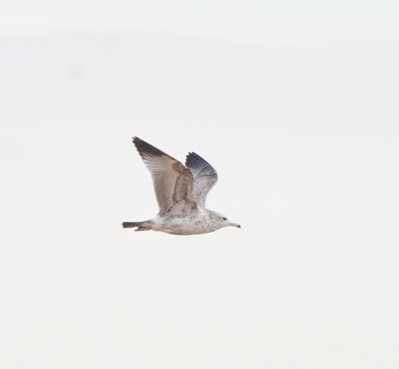 Herring Gull (American) Photo by Steven Mlodinow