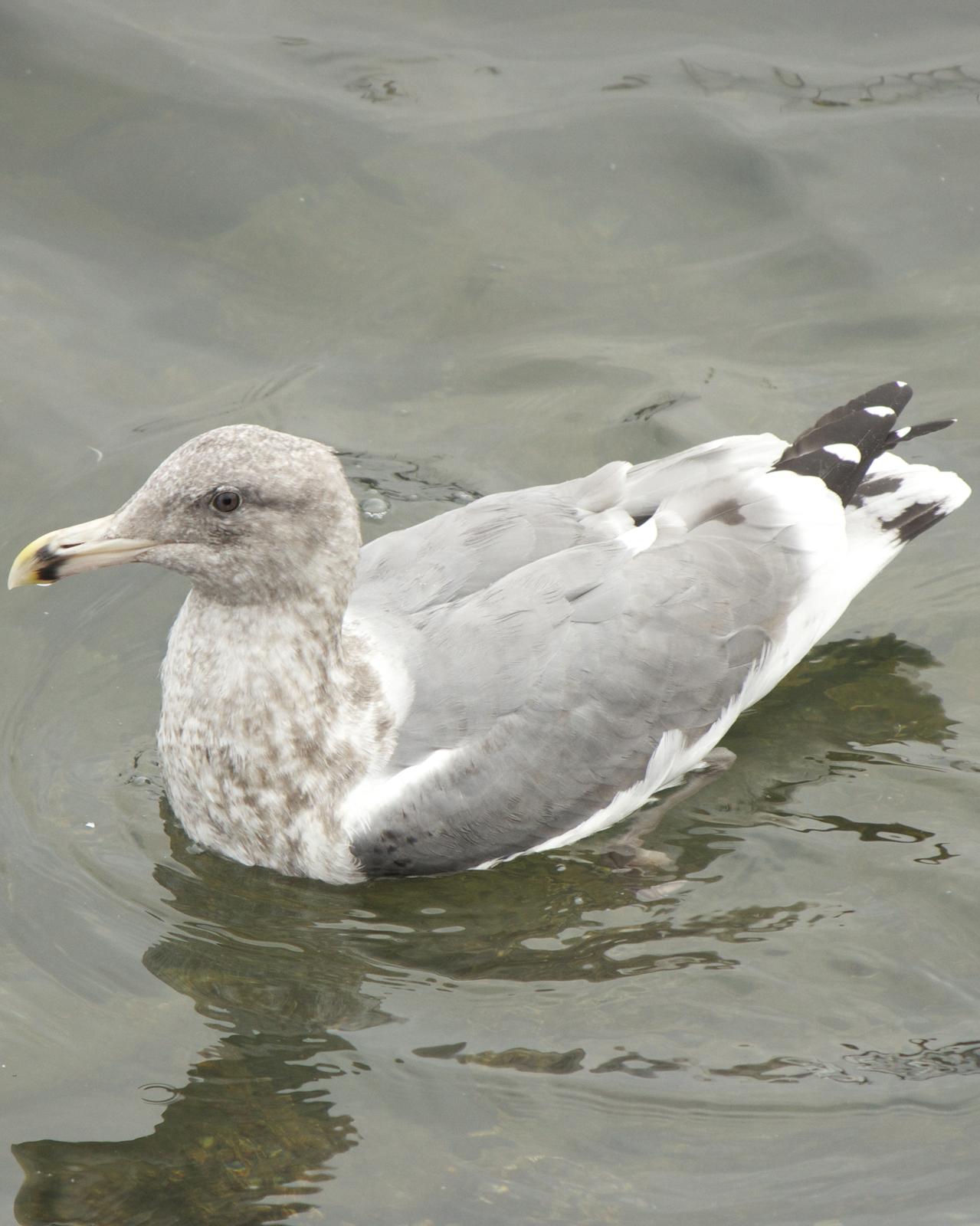 Herring x Glaucous-winged Gull (hybrid) Photo by Mark Baldwin