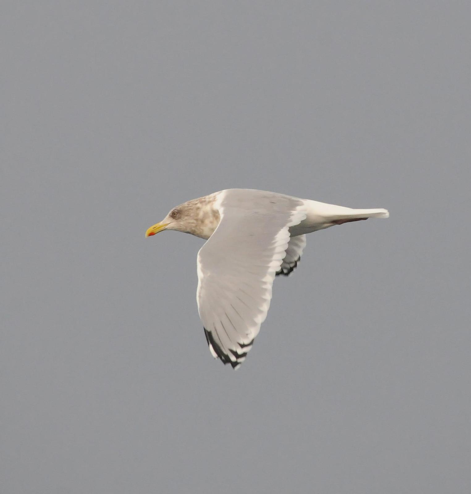 Herring x Glaucous-winged Gull (hybrid) Photo by Steven Mlodinow
