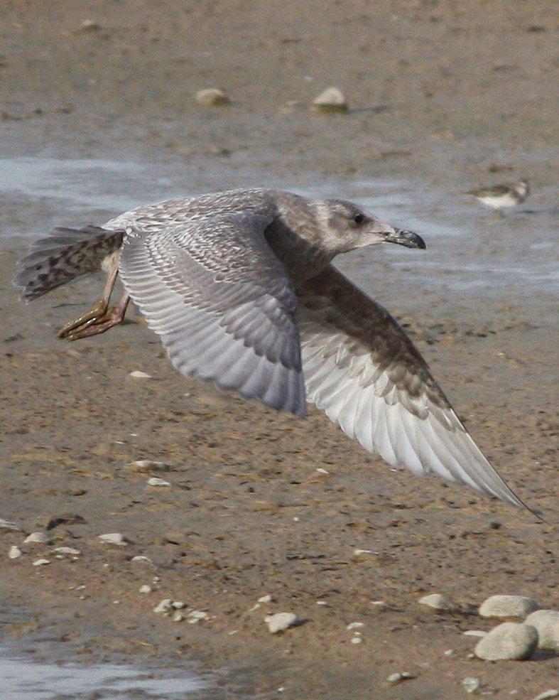 Herring x Glaucous-winged Gull (hybrid) Photo by Andrew Core