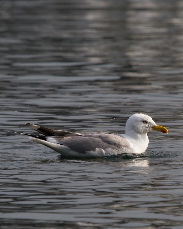 Yellow-legged Gull Photo by Natalie Raeber