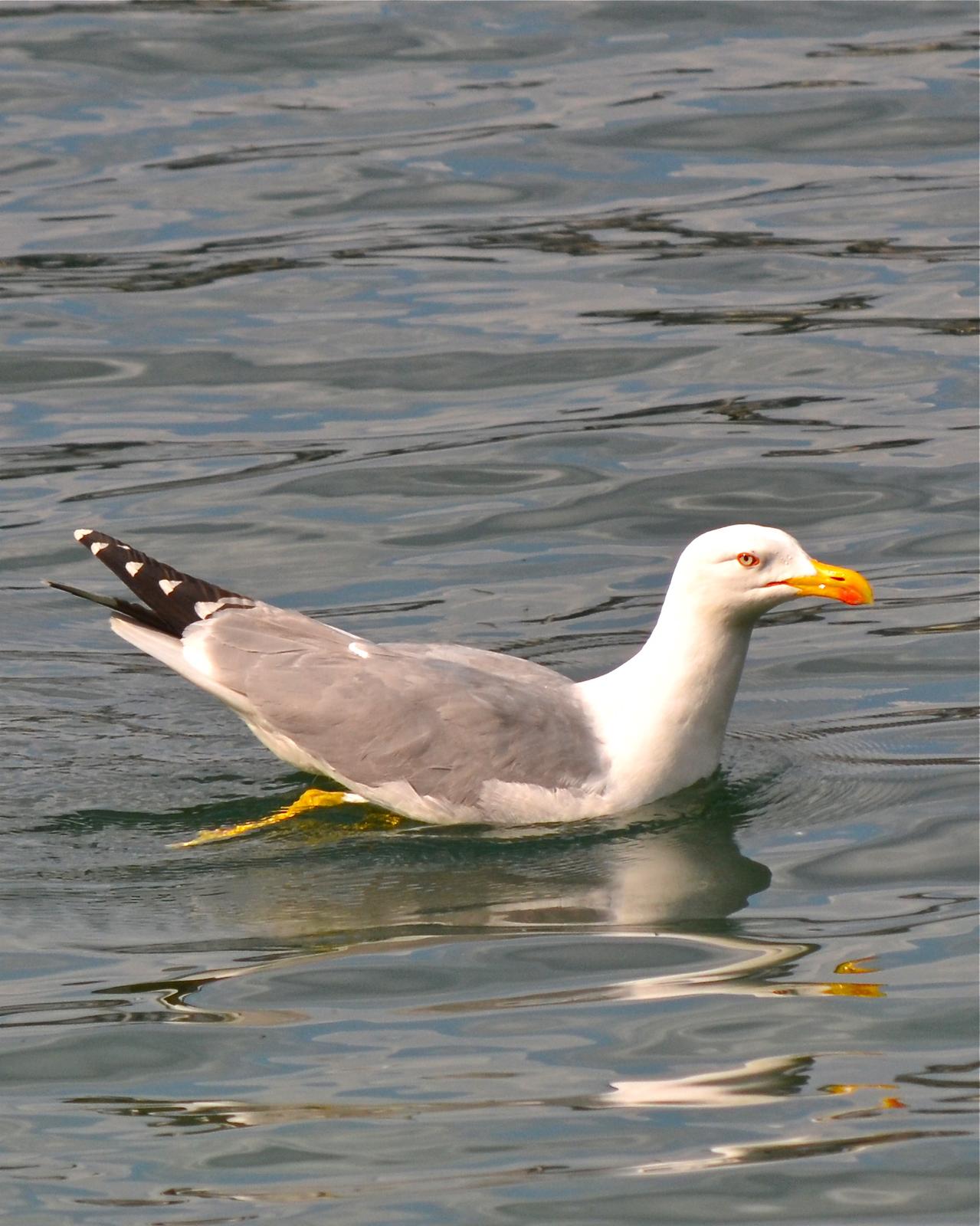 Yellow-legged Gull Photo by Cédric Duhalde
