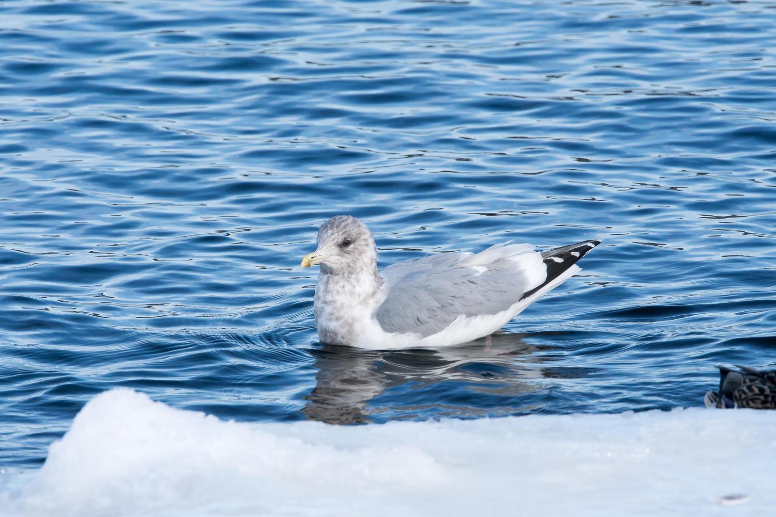 Iceland Gull (Thayer's) Photo by Gerald Hoekstra