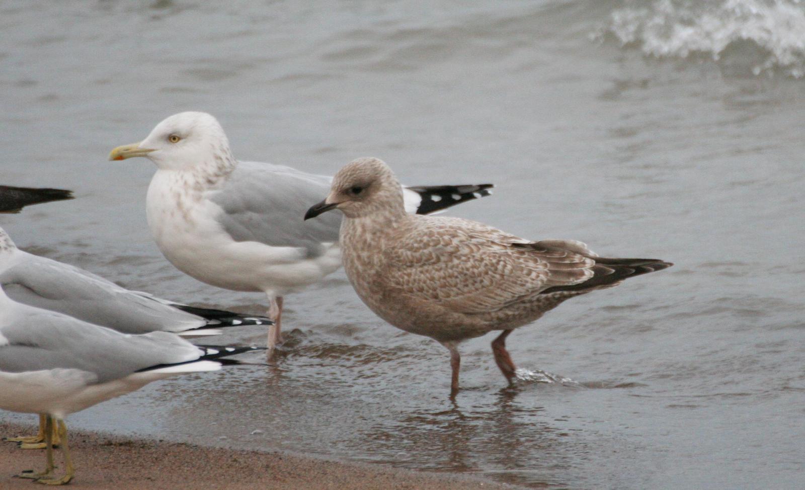 Iceland Gull (Thayer's) Photo by Andrew Theus