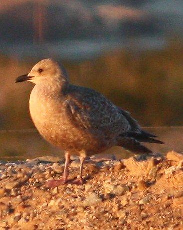 Iceland Gull (Thayer's) Photo by Andrew Core