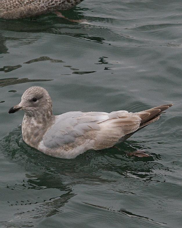 Iceland Gull (Thayer's) Photo by Gerald Hoekstra