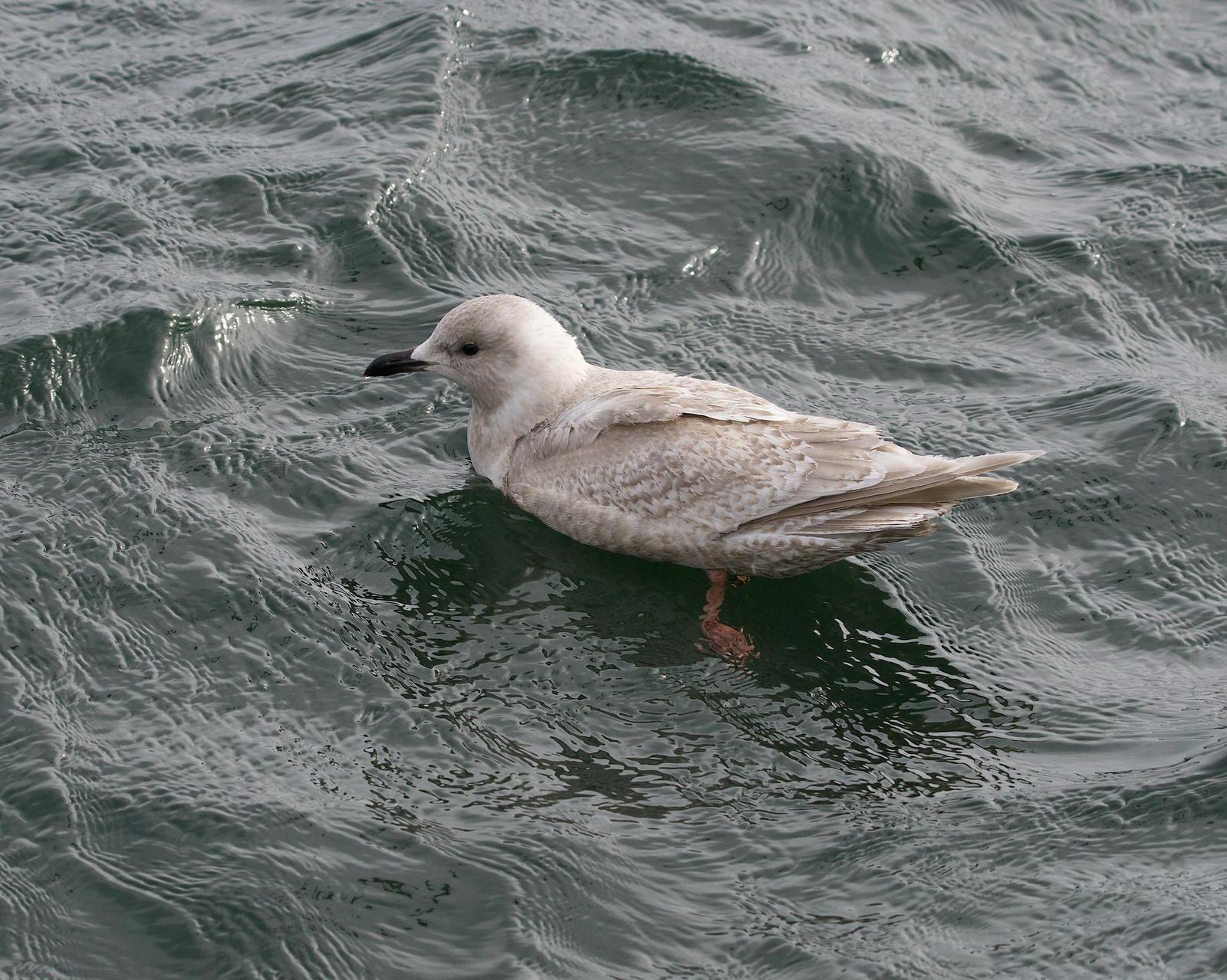 Iceland Gull (glaucoides/kumlieni) Photo by Gerald Hoekstra