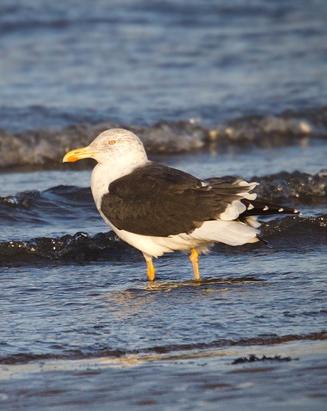Lesser Black-backed Gull Photo by Christopher Taylor