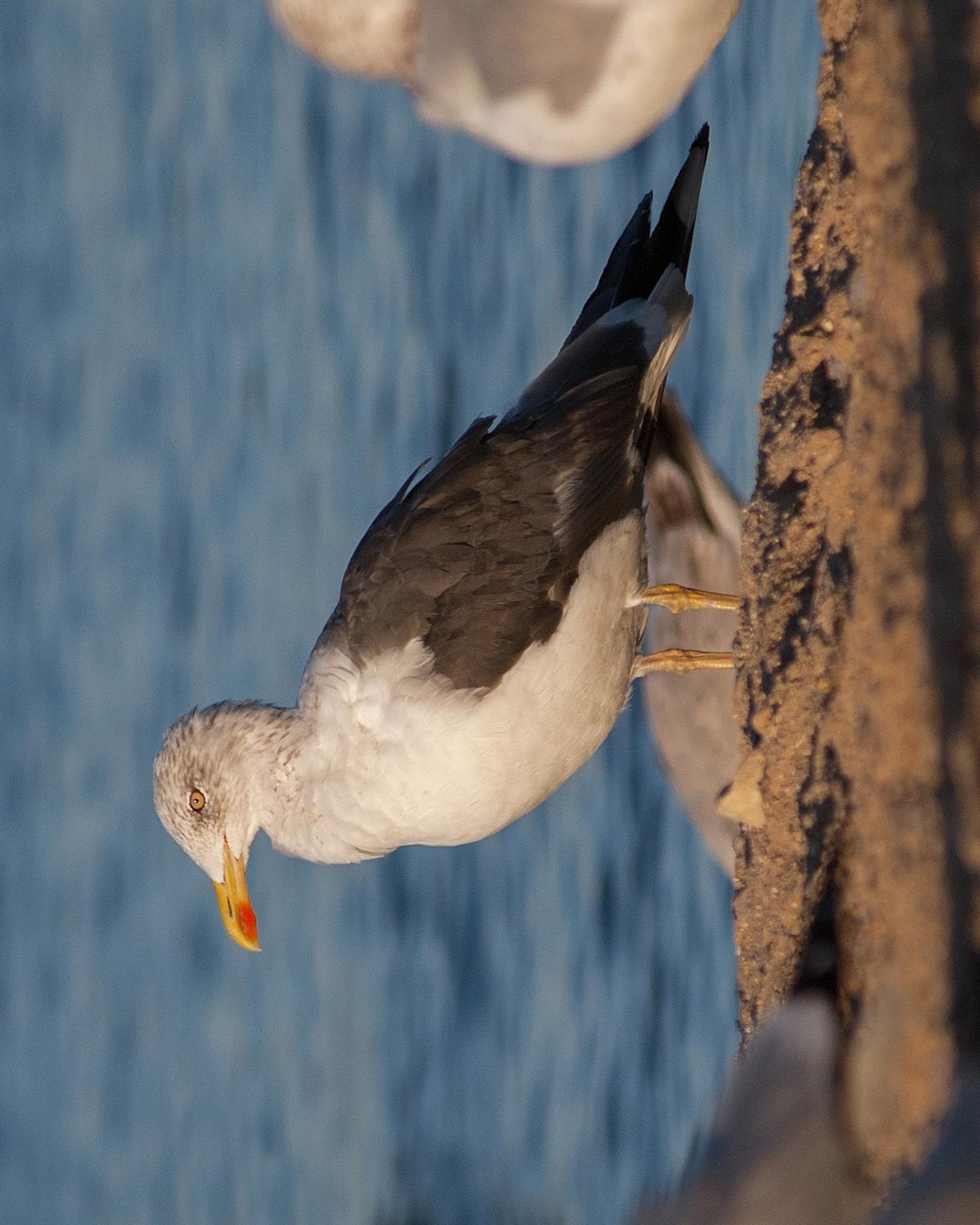 Lesser Black-backed Gull Photo by Mark Blassage