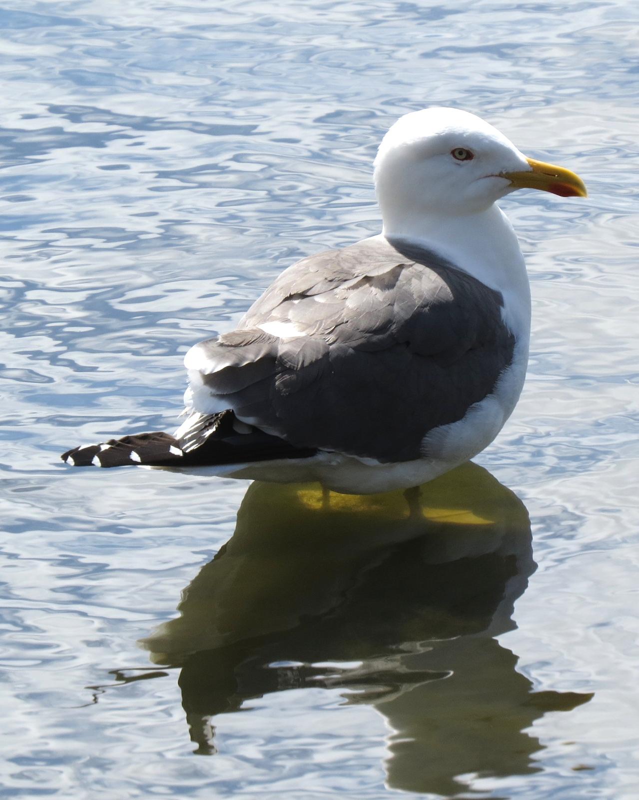 Lesser Black-backed Gull Photo by Robin Barker