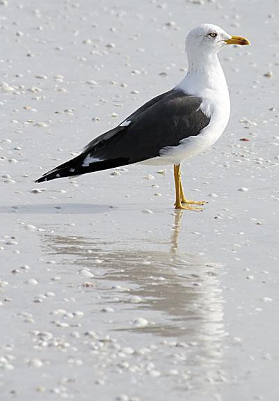 Lesser Black-backed Gull Photo by Dan Tallman