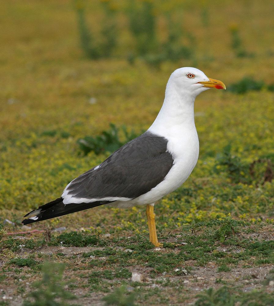 Lesser Black-backed Gull Photo by Peter Boesman