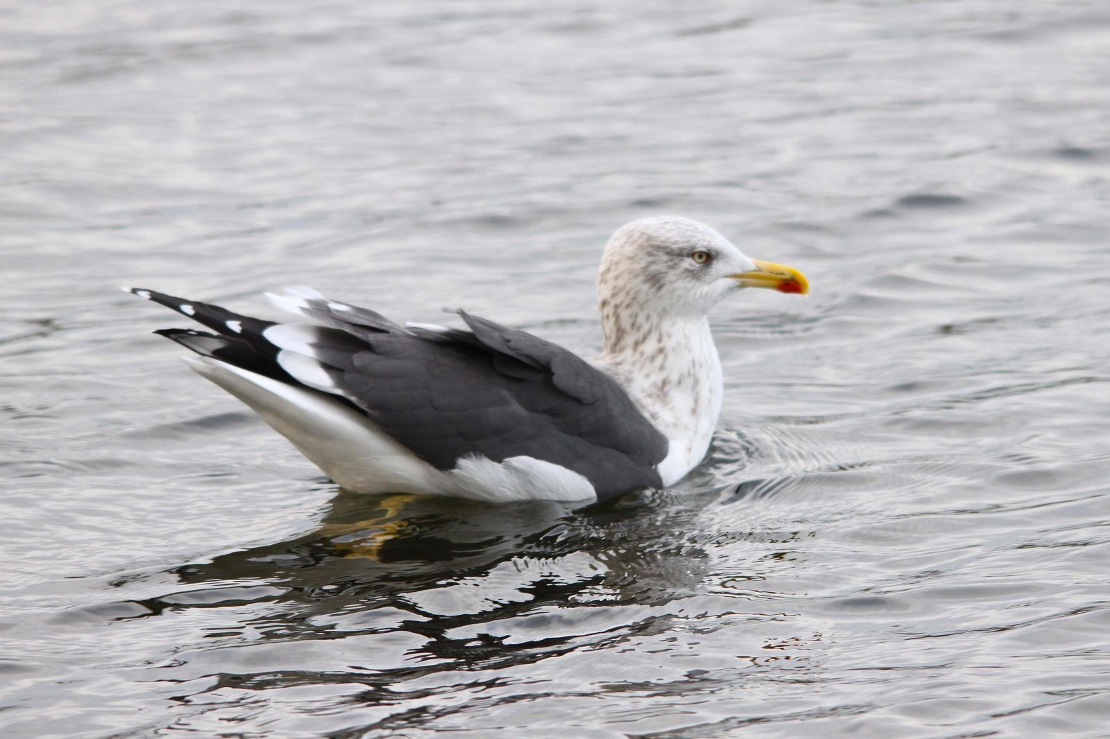 Lesser Black-backed Gull Photo by Tom Ford-Hutchinson