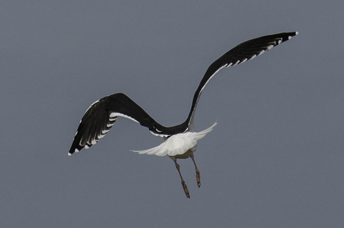 Lesser Black-backed Gull Photo by Mason Rose