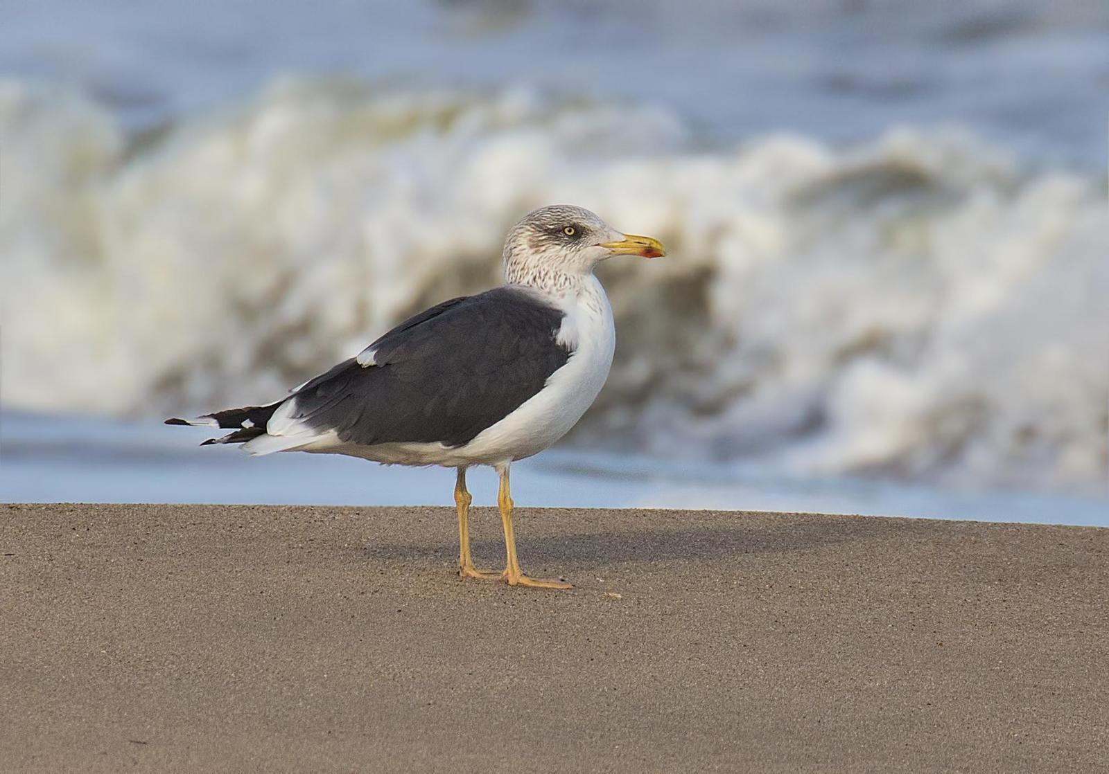 Lesser Black-backed Gull Photo by Michael Moore