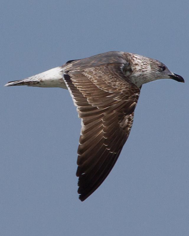 Lesser Black-backed Gull Photo by Ashley Bradford