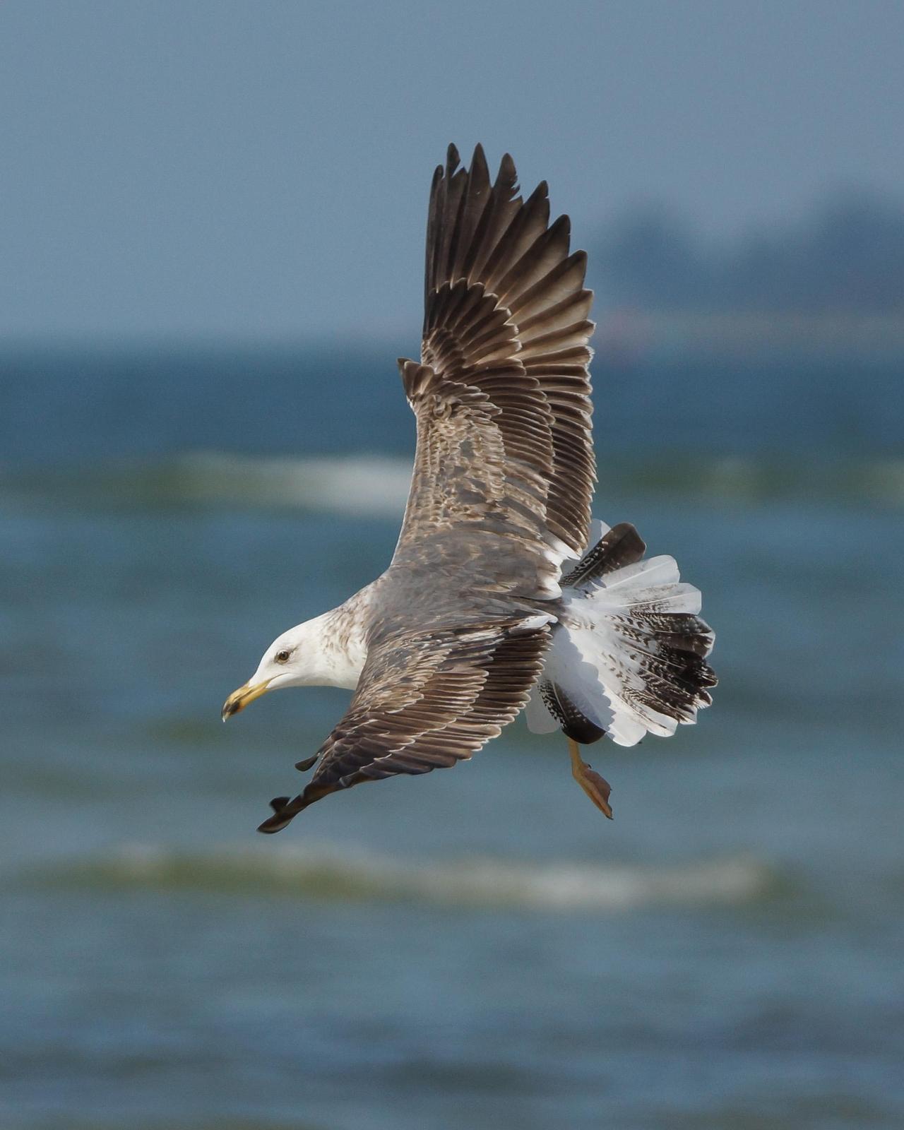 Lesser Black-backed Gull Photo by Steve Percival