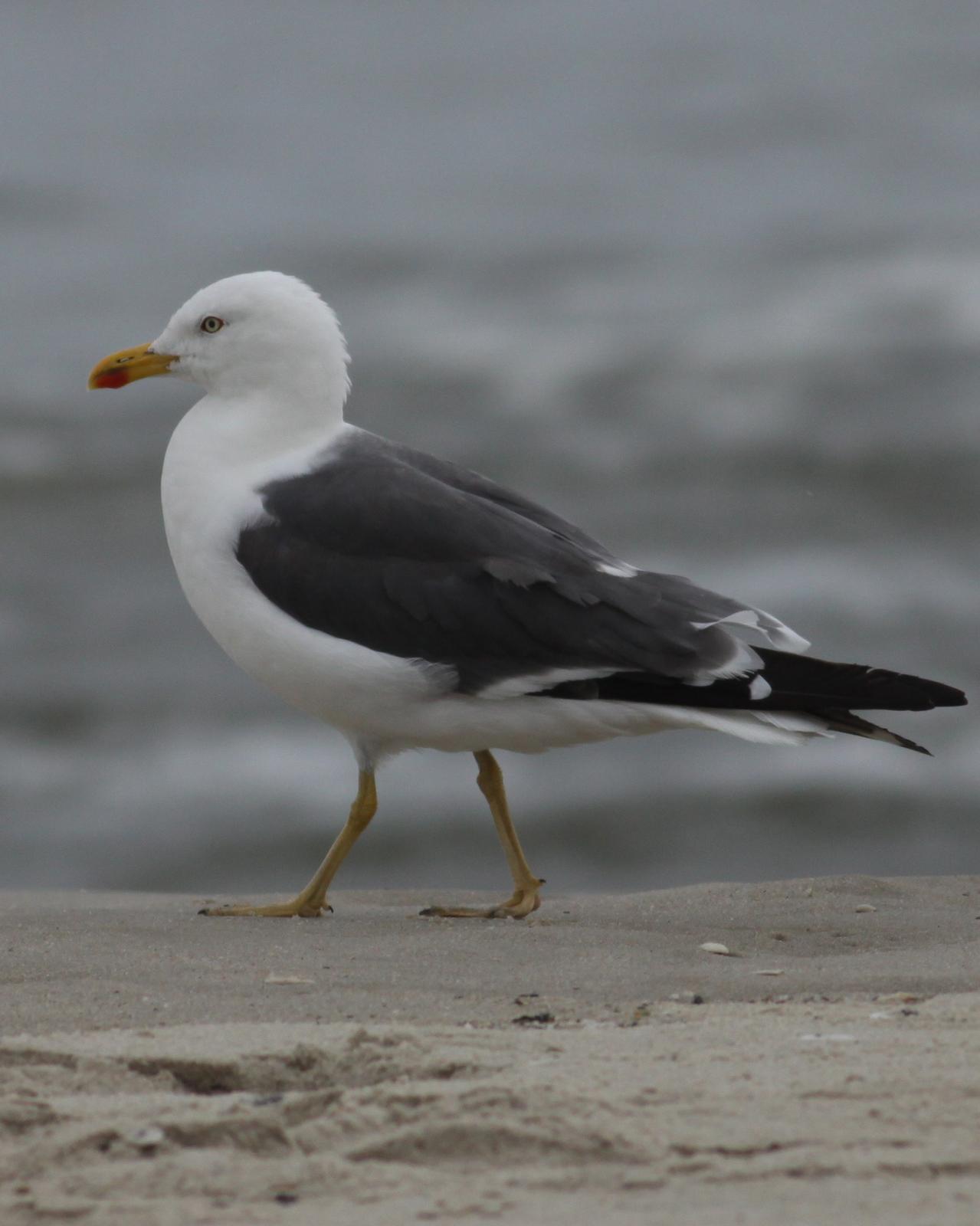 Lesser Black-backed Gull Photo by Jonathan Feenstra