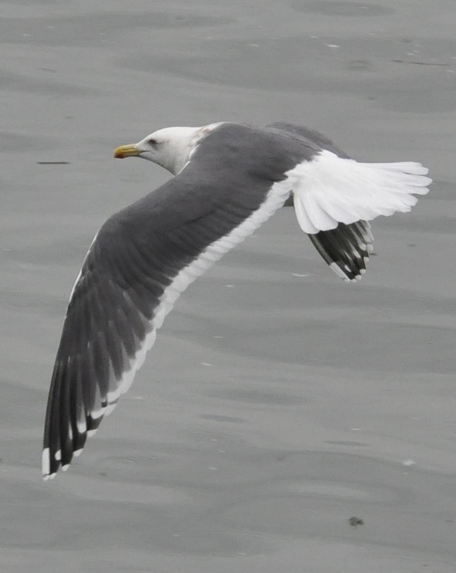 Slaty-backed Gull Photo by Steve Tucker