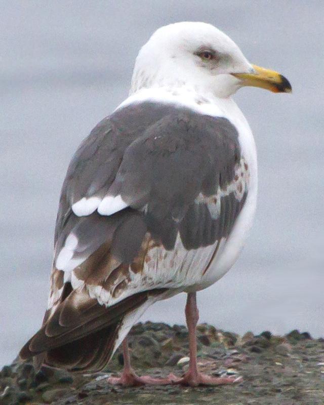 Slaty-backed Gull Photo by Ashley Bradford