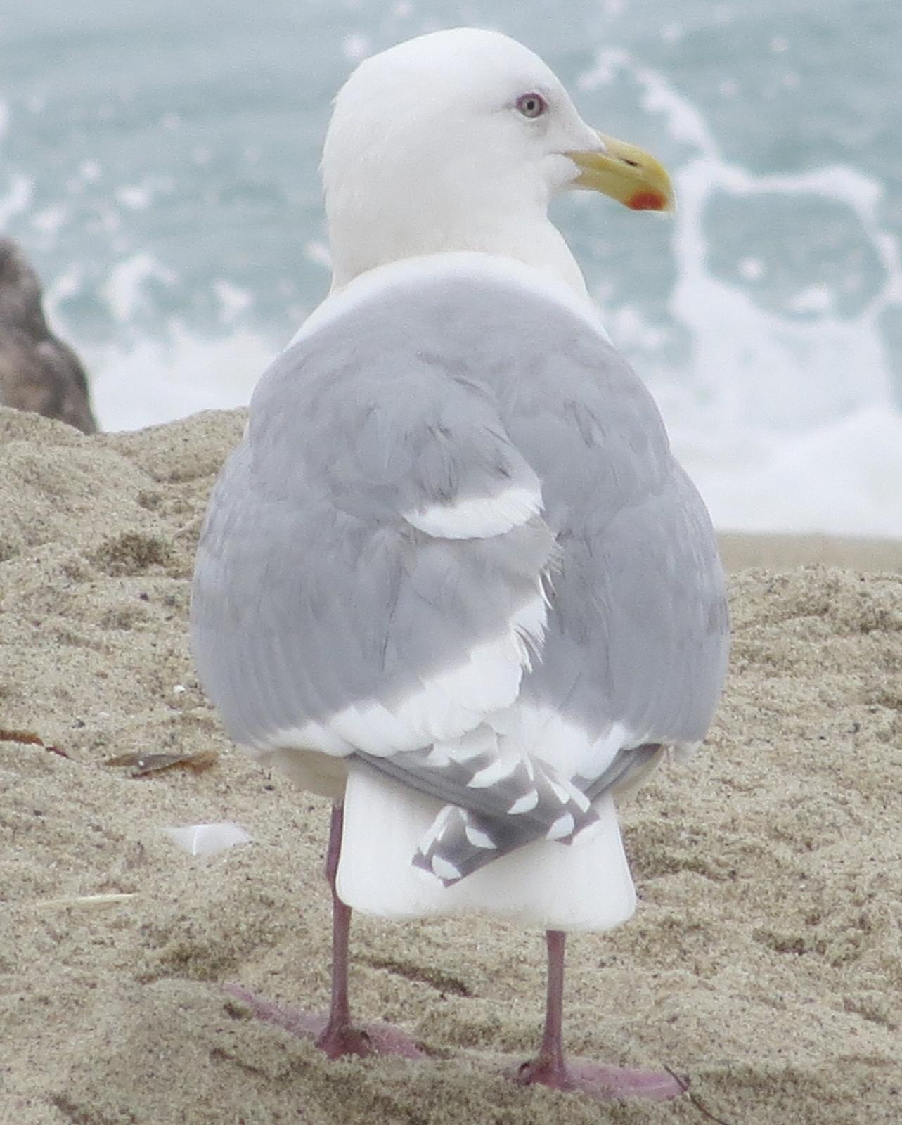 Glaucous-winged Gull Photo by Ryan Winkleman