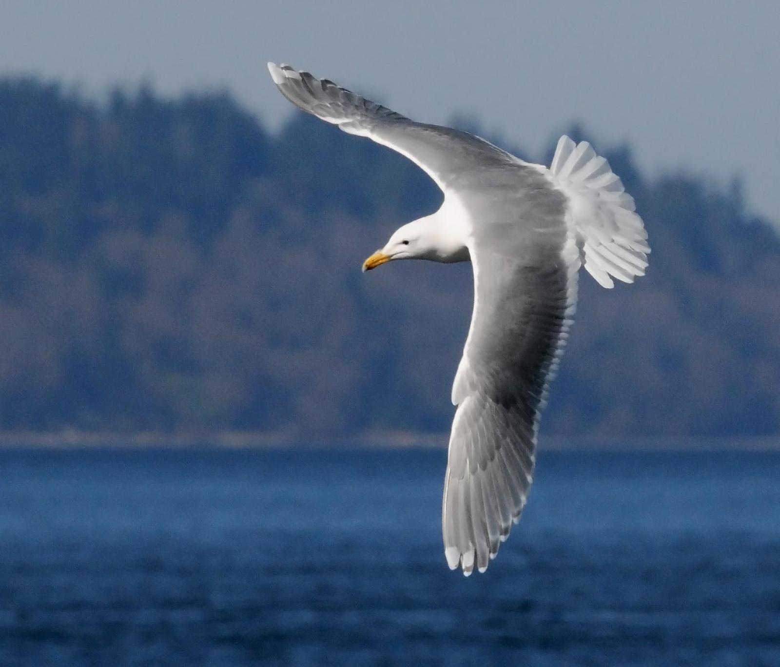 Glaucous-winged Gull Photo by Steven Mlodinow