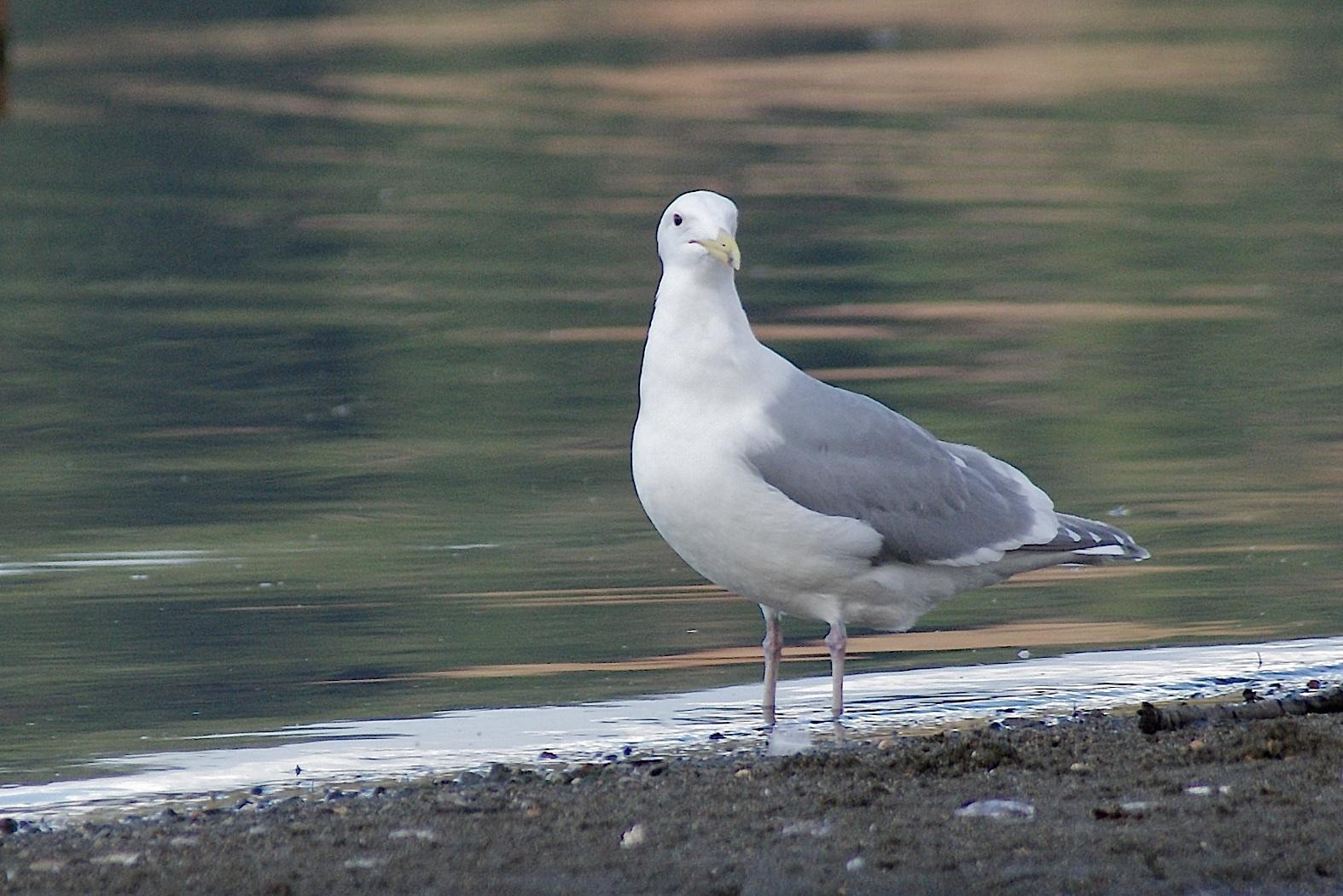Glaucous-winged Gull Photo by Gerald Hoekstra
