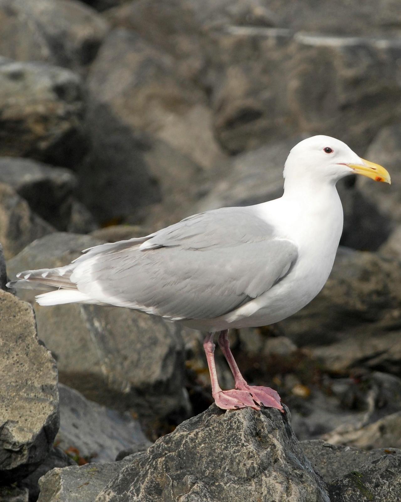 Glaucous-winged Gull Photo by David Hollie