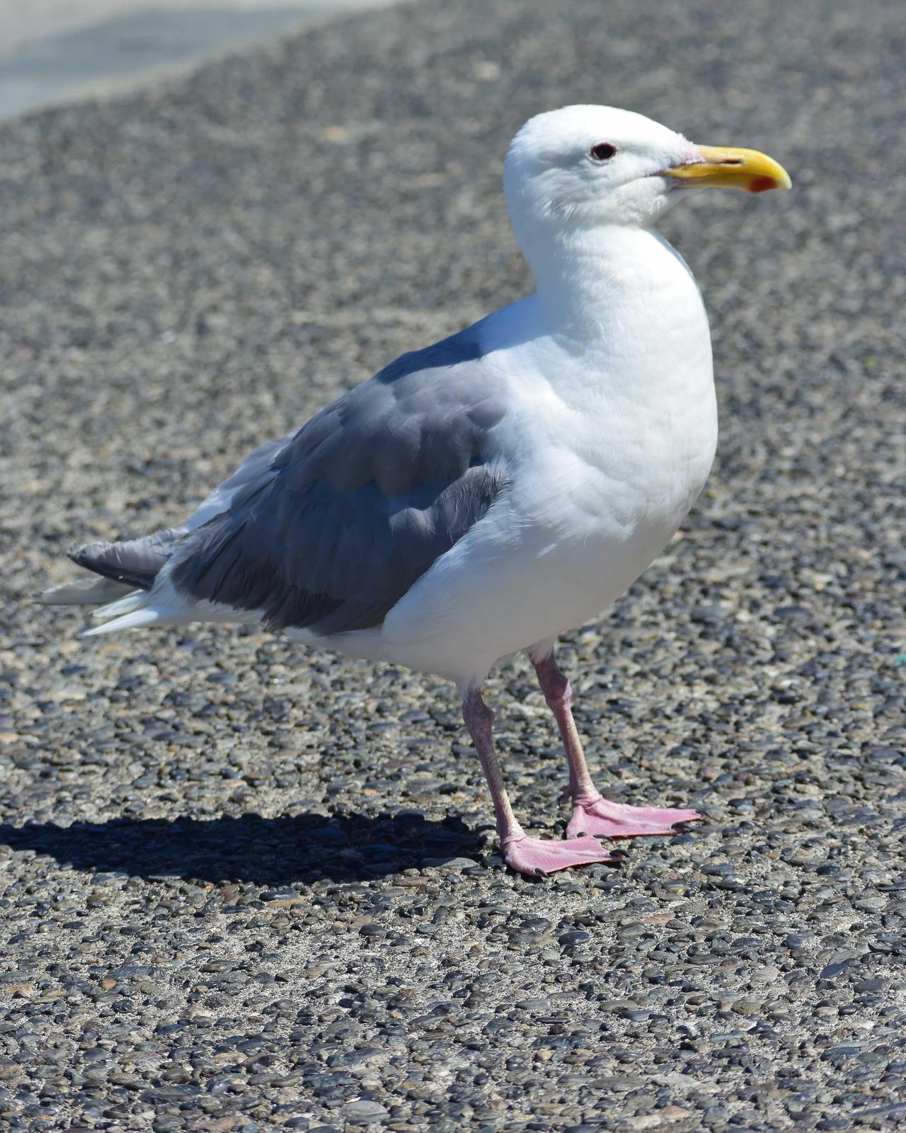 Glaucous-winged Gull Photo by Steve Percival
