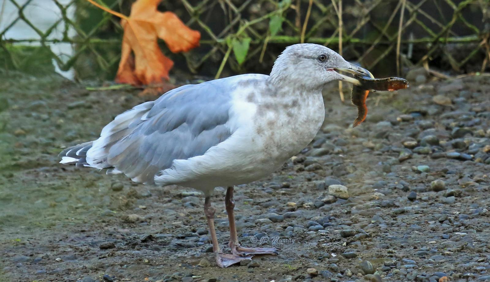 Glaucous-winged Gull Photo by Jim  Murray