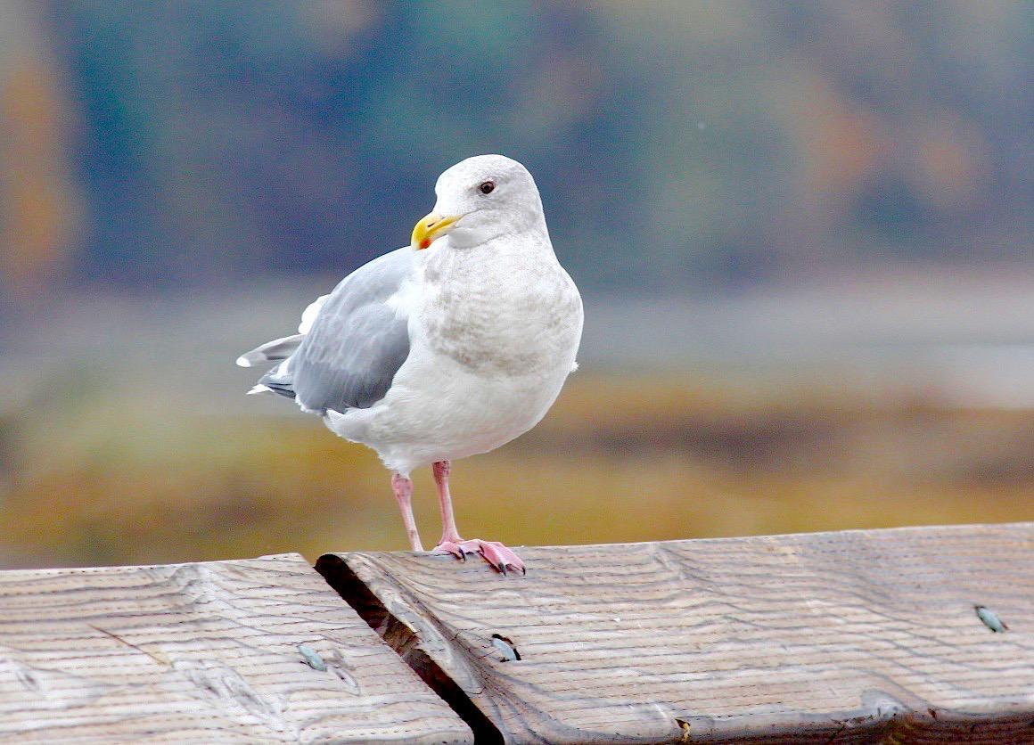 Glaucous-winged Gull Photo by Kathryn Keith