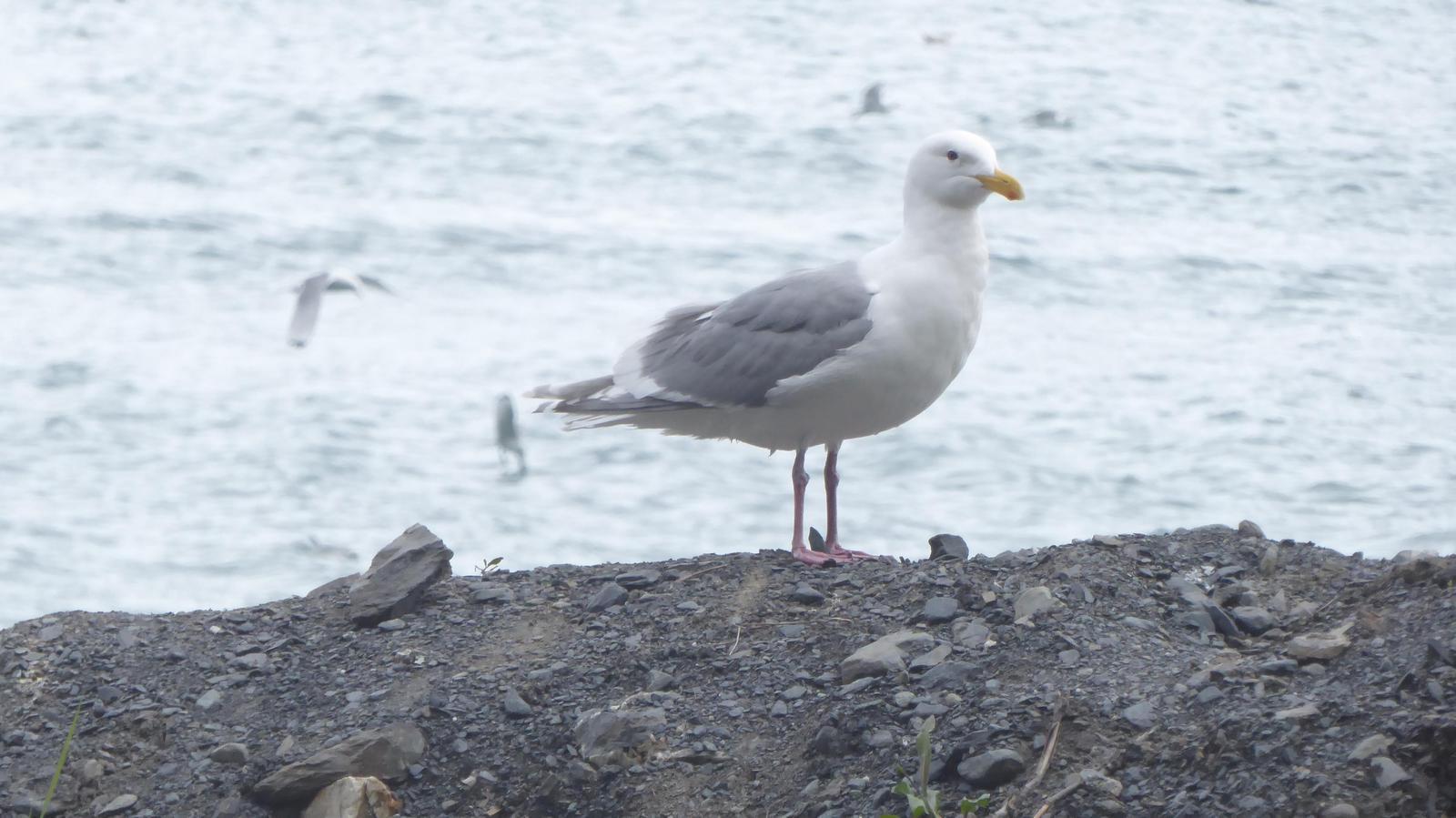 Glaucous-winged Gull Photo by Daliel Leite