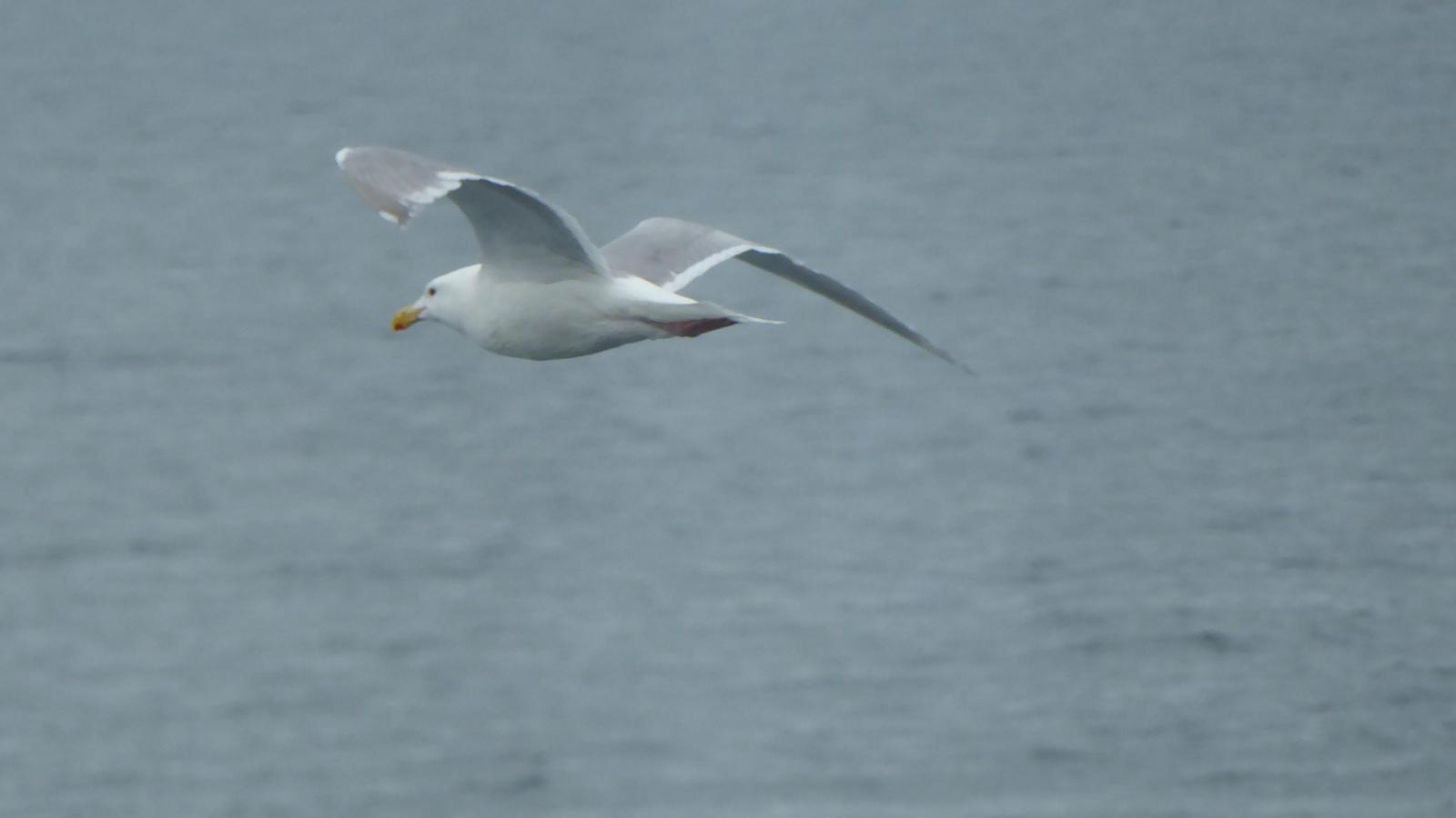 Glaucous-winged Gull Photo by Daliel Leite