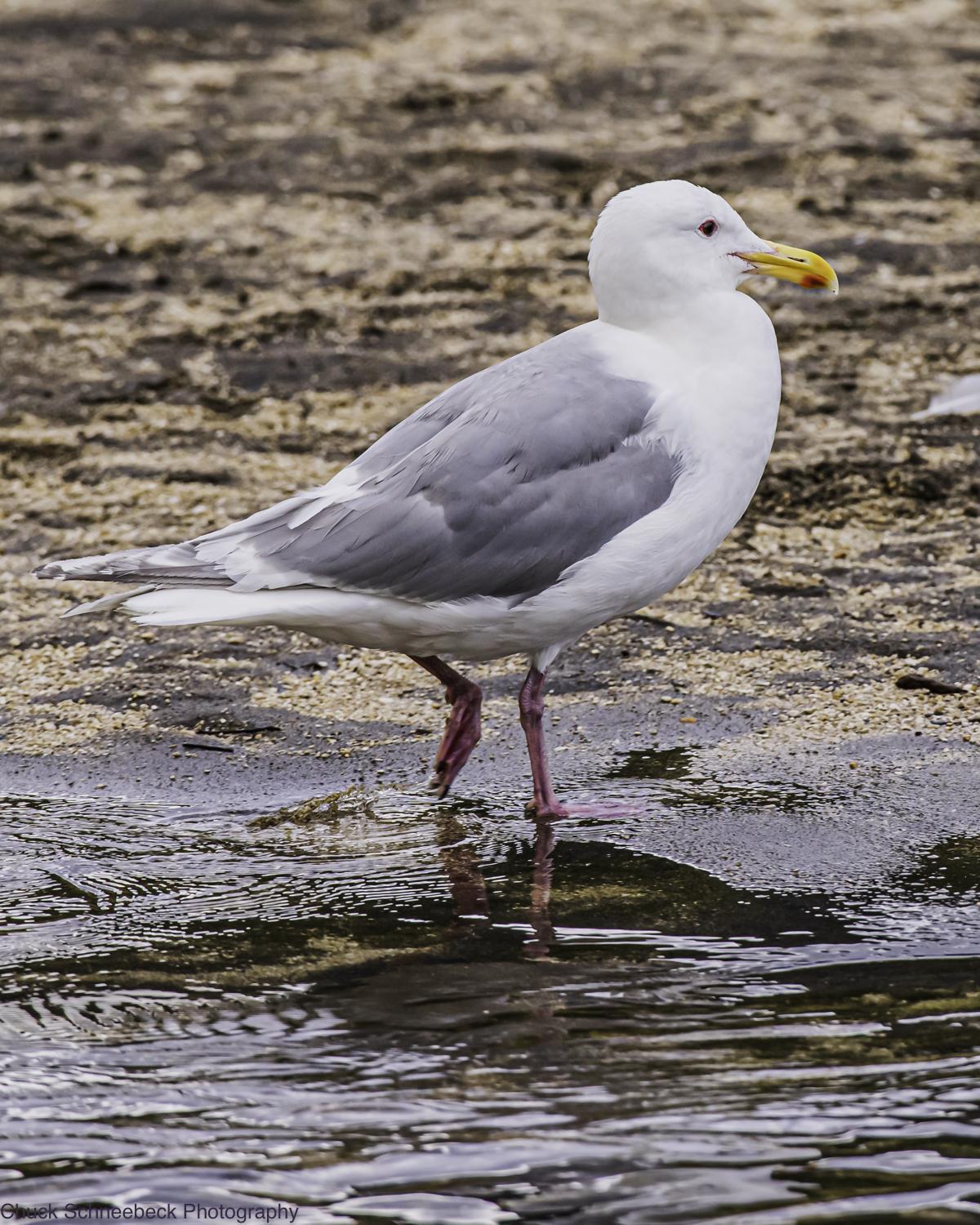 Glaucous-winged Gull Photo by Chuck  Schneebeck