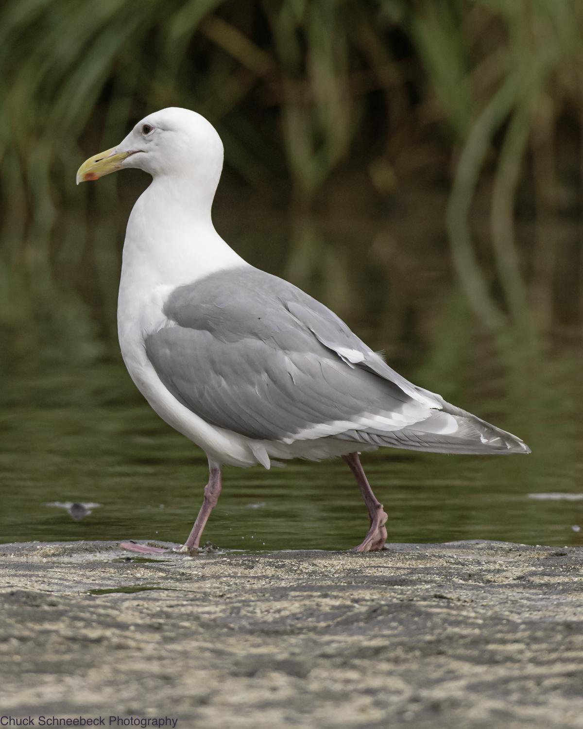 Glaucous-winged Gull Photo by Chuck  Schneebeck