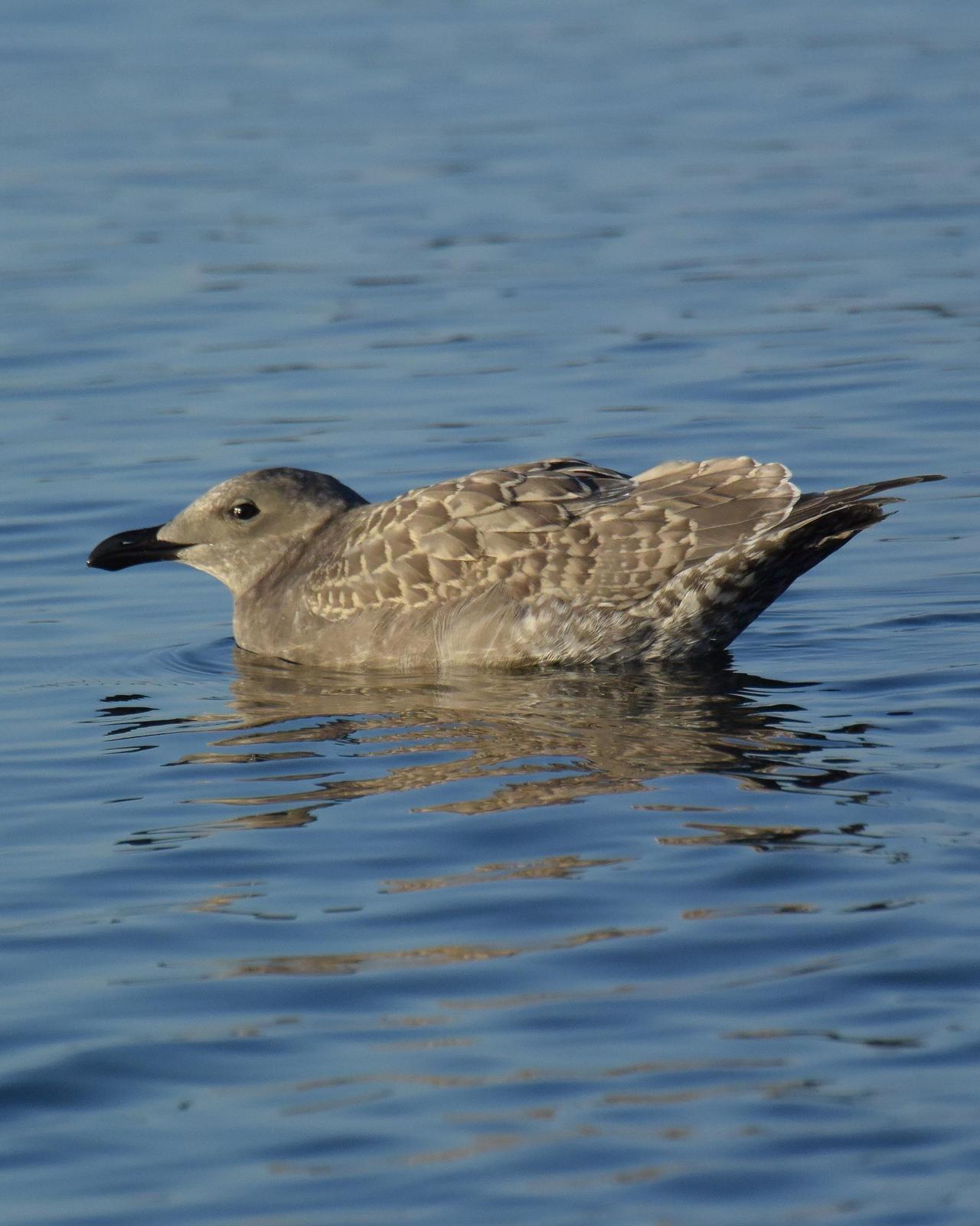 Glaucous-winged Gull Photo by Emily Percival