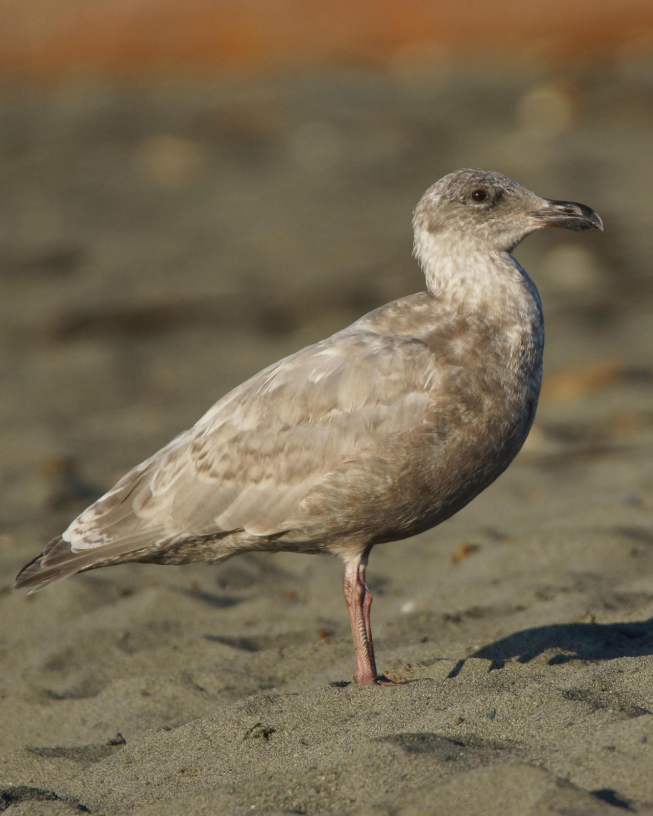 Glaucous-winged Gull Photo by Steve Percival